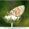 melitaea interrupta kuban female3